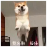 我来啦