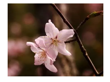 十里桃花