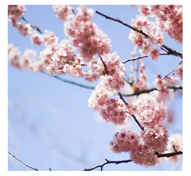 樱花