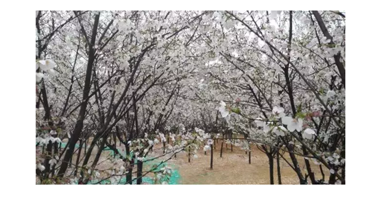 樱花