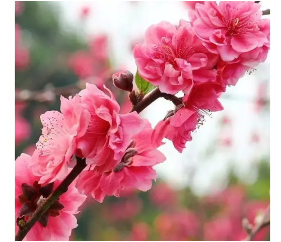 桃花