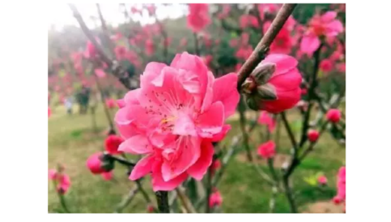 桃花